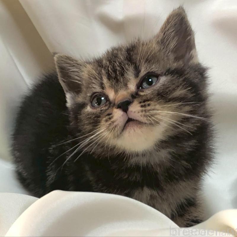 販売中の三重県のアメリカンショートヘア-135155の7枚目