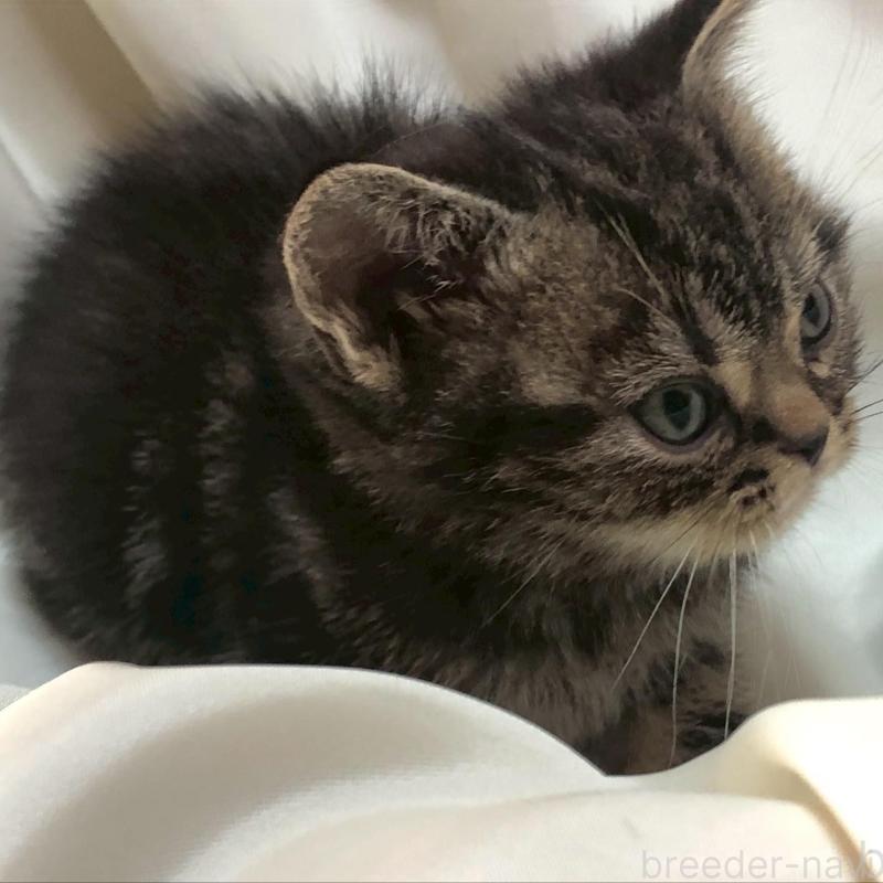 販売中の三重県のアメリカンショートヘア-135155の5枚目