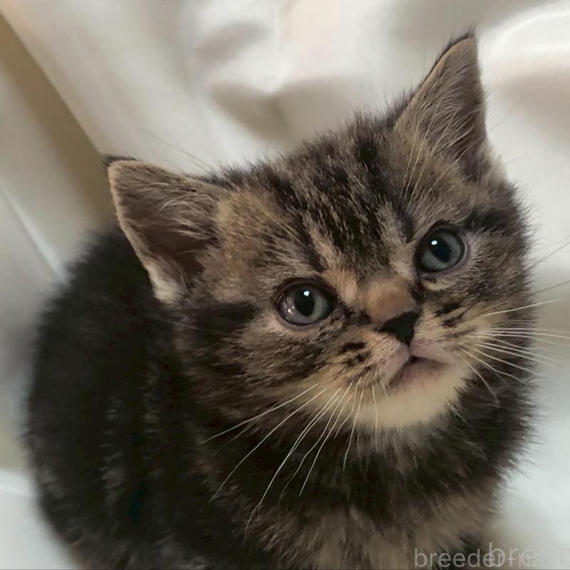 販売中の三重県のアメリカンショートヘア-135155