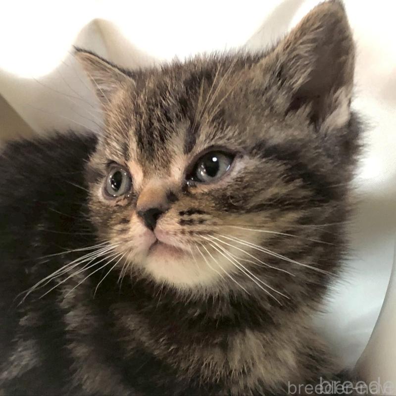 販売中の三重県のアメリカンショートヘア-135155の3枚目