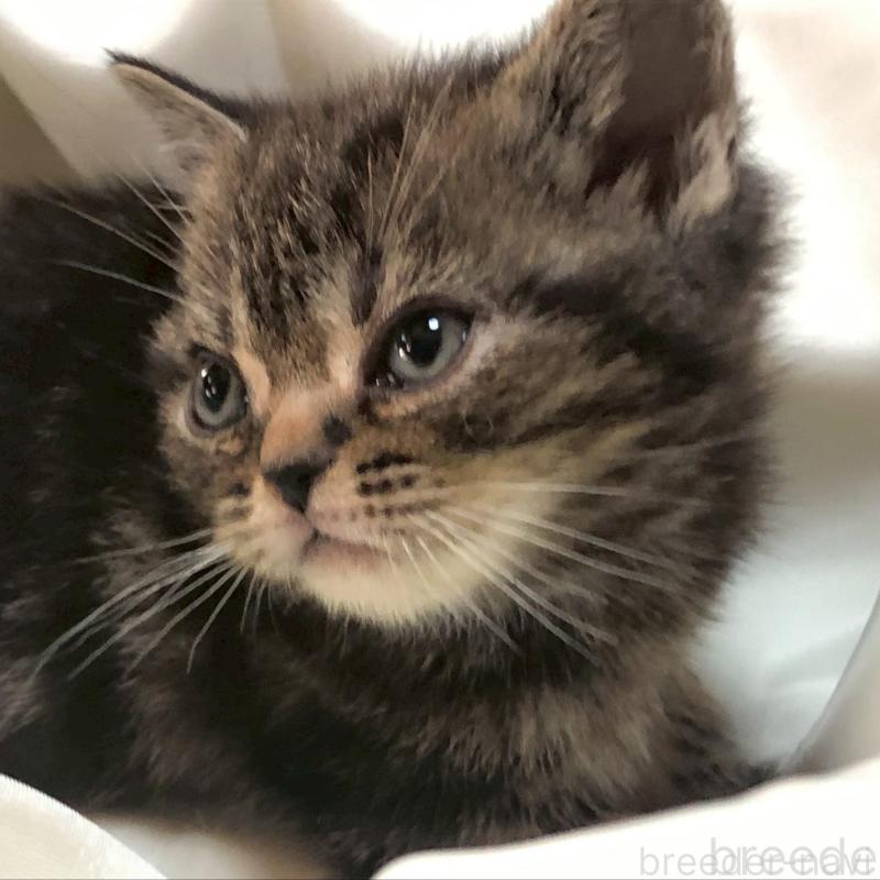 販売中の三重県のアメリカンショートヘア-135155の2枚目