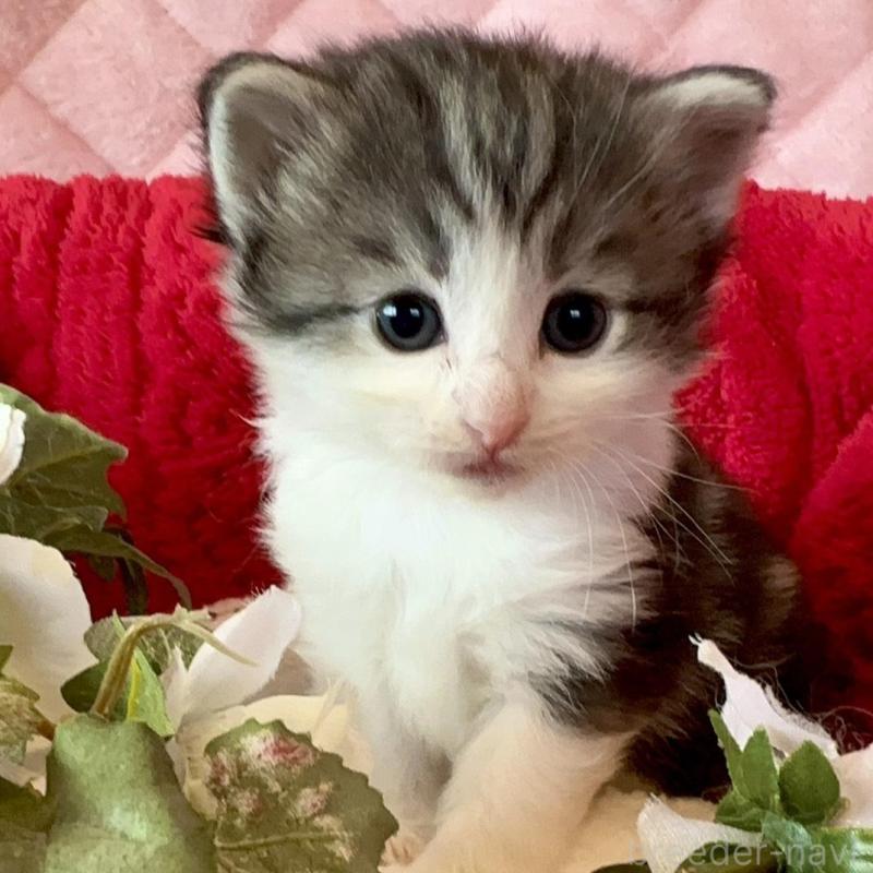 販売中の兵庫県のノルウェージャンフォレストキャット-135156の1枚目