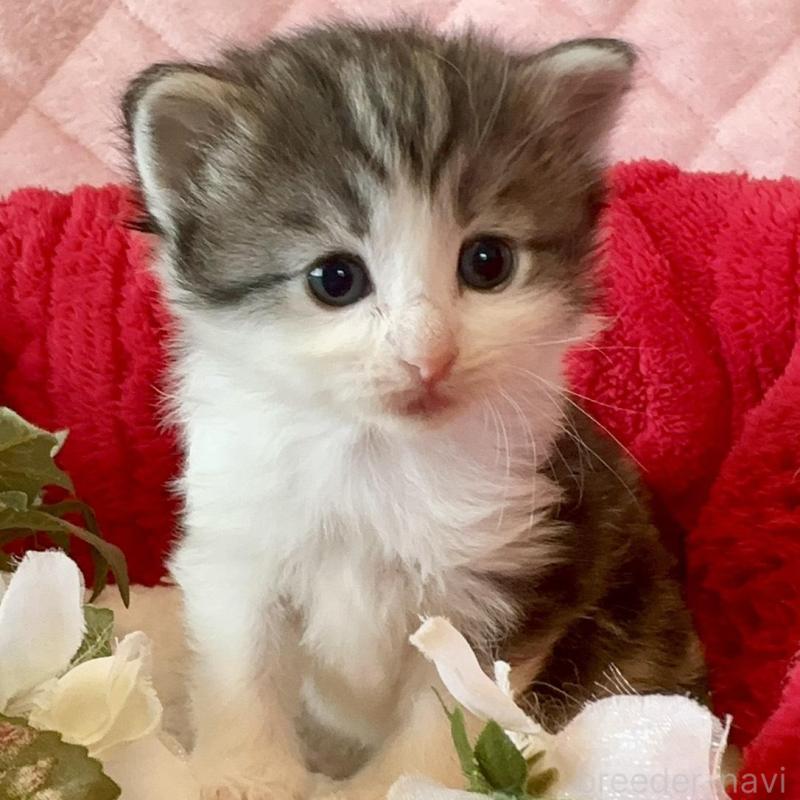 販売中の兵庫県のノルウェージャンフォレストキャット-135156の5枚目