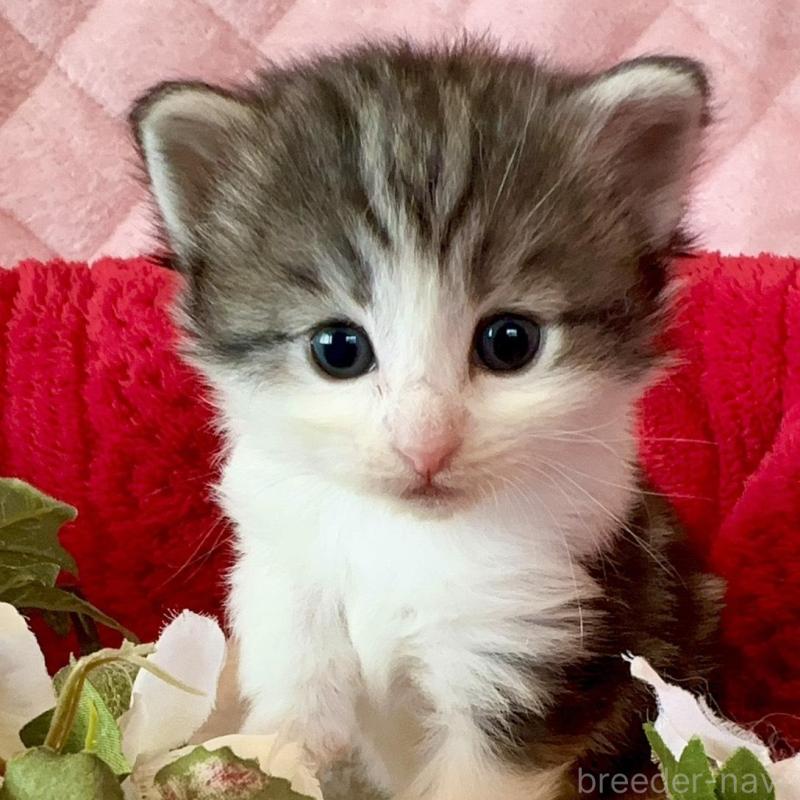 販売中の兵庫県のノルウェージャンフォレストキャット-135156の4枚目