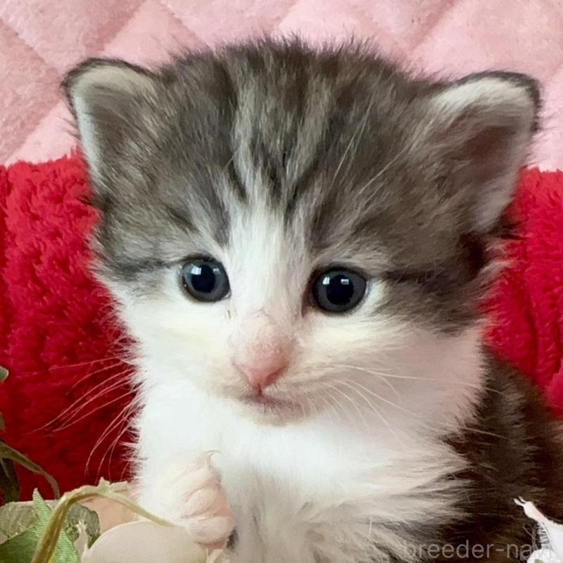 販売中の兵庫県のノルウェージャンフォレストキャット-135156の3枚目