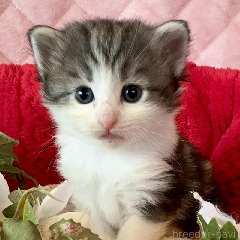 販売中の兵庫県のノルウェージャンフォレストキャット-135156の2枚目