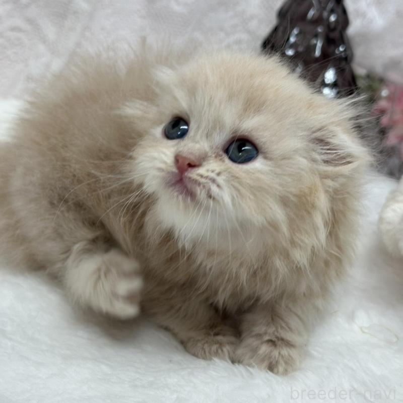 販売中の長野県のスコティッシュフォールド(折れ耳)-135157の4枚目
