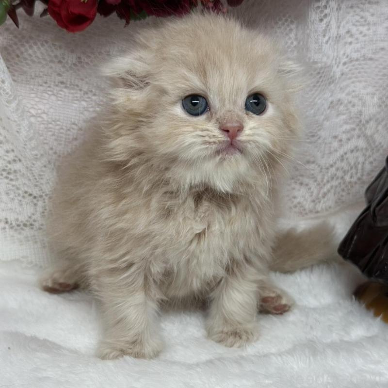 販売中の長野県のスコティッシュフォールド(折れ耳)-135157の3枚目
