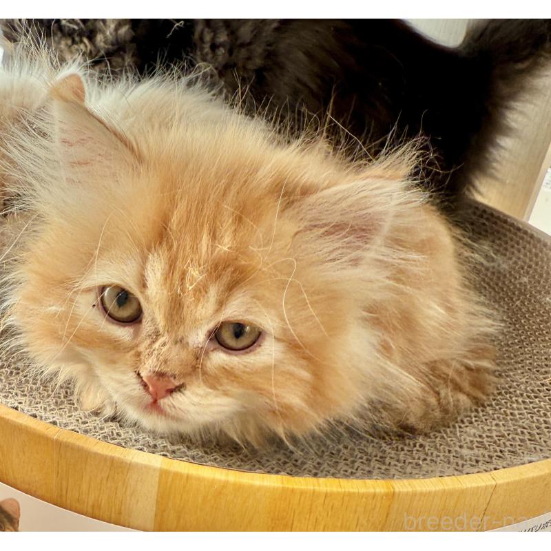 販売中の栃木県のミヌエット(短足)-135159