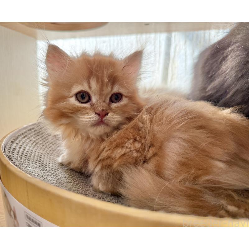 販売中の栃木県のミヌエット(短足)-135159の3枚目