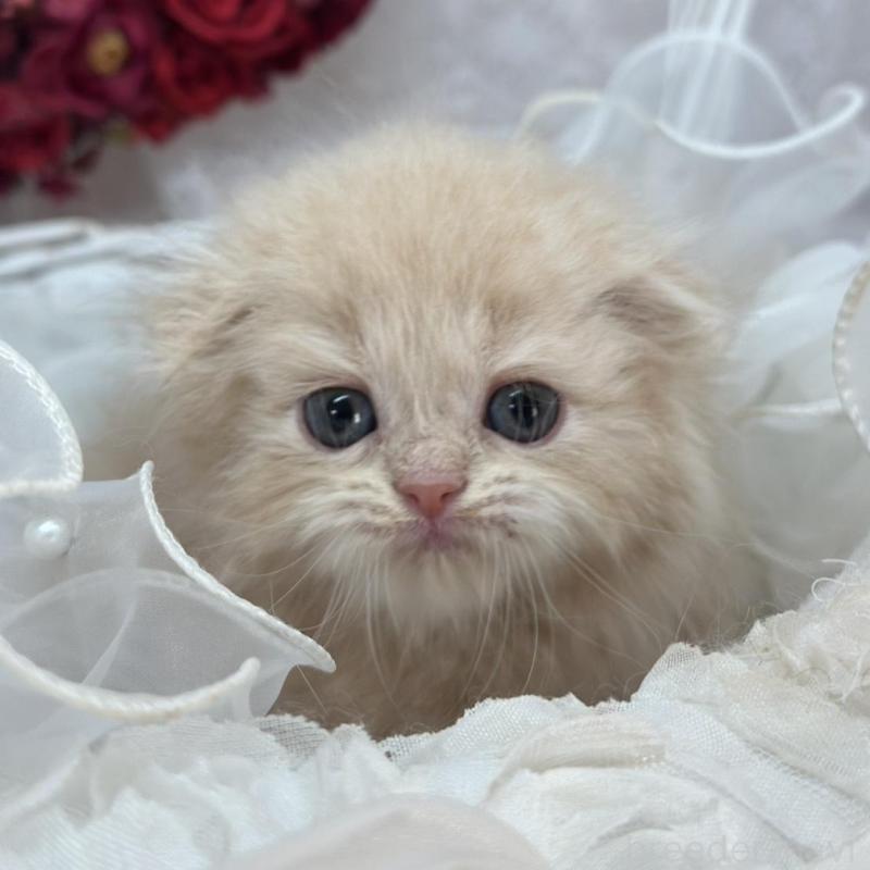 販売中の長野県のスコティッシュフォールド(折れ耳)-135157の2枚目