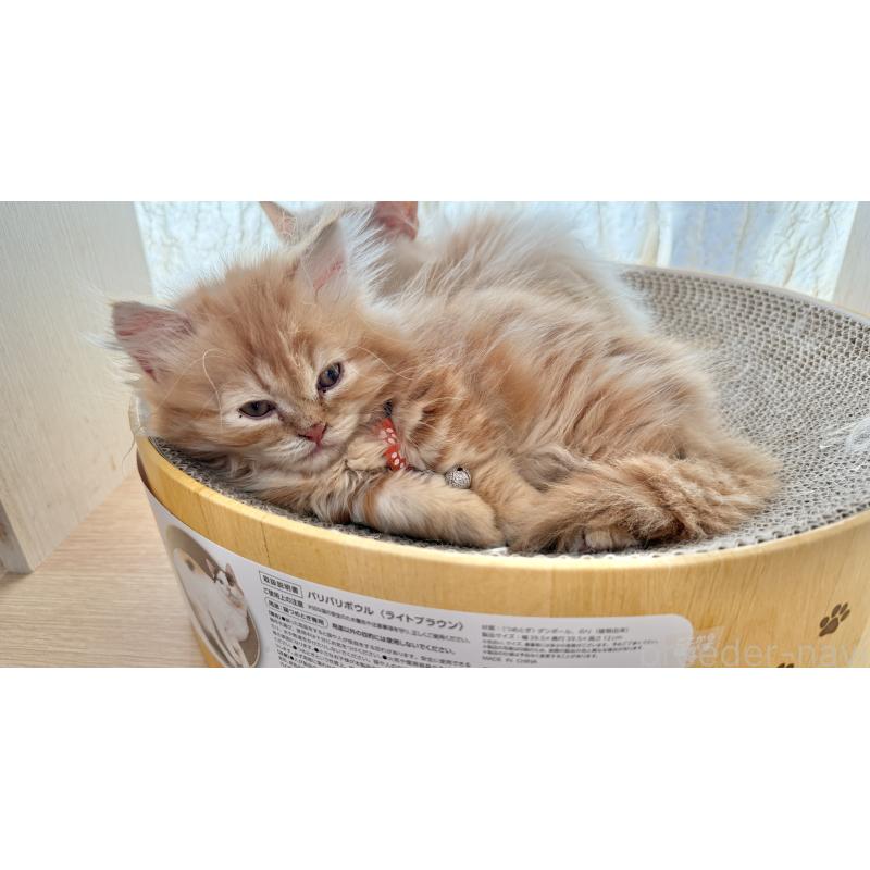 販売中の栃木県のミヌエット(短足)-135159の2枚目