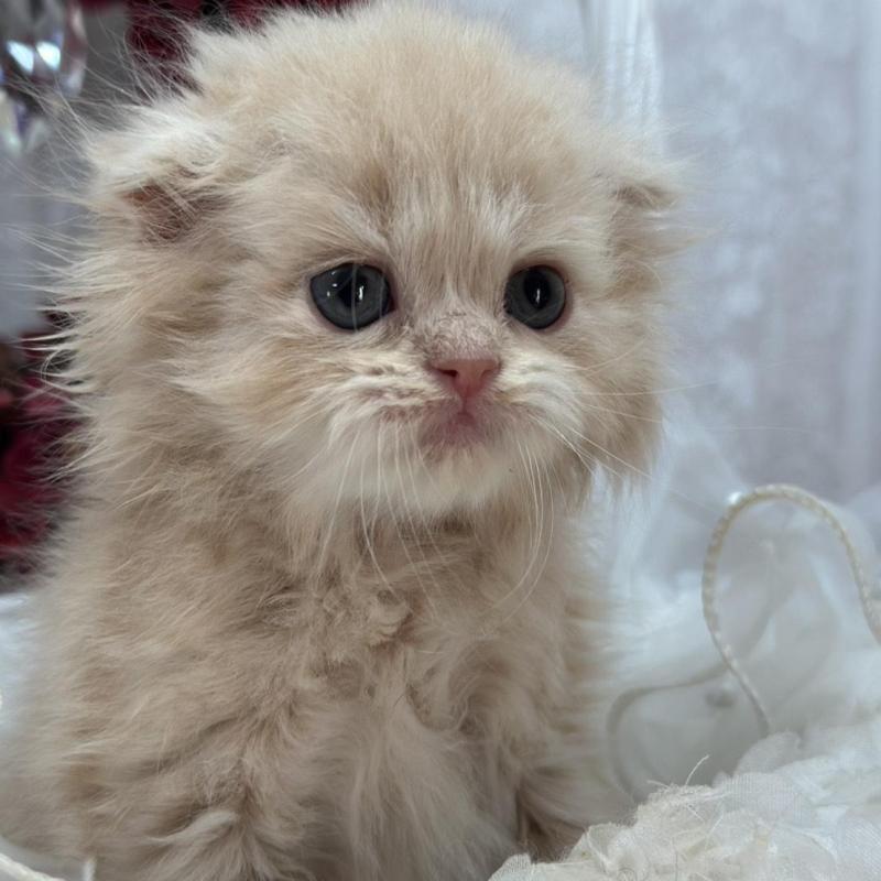 販売中の長野県のスコティッシュフォールド(折れ耳)-135157