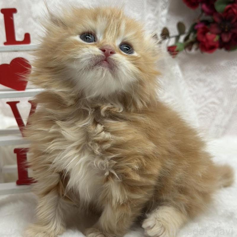 販売中の長野県のスコティッシュフォールド(折れ耳)-135158の5枚目