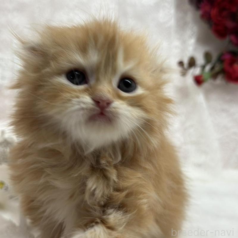 販売中の長野県のスコティッシュフォールド(折れ耳)-135158の4枚目