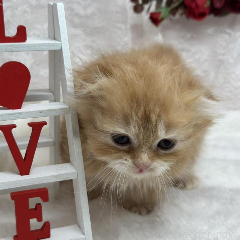 販売中の長野県のスコティッシュフォールド(折れ耳)-135158の3枚目