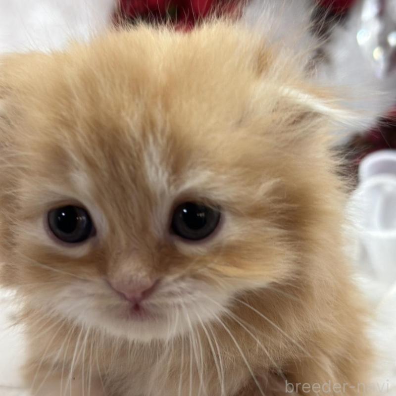 販売中の長野県のスコティッシュフォールド(折れ耳)-135158の2枚目