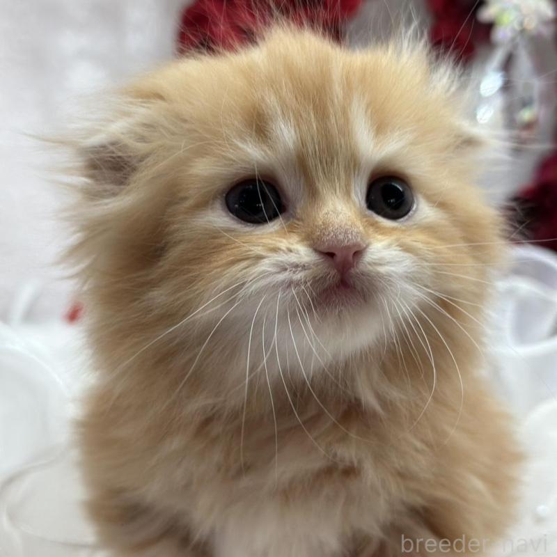 販売中の長野県のスコティッシュフォールド(折れ耳)-135158