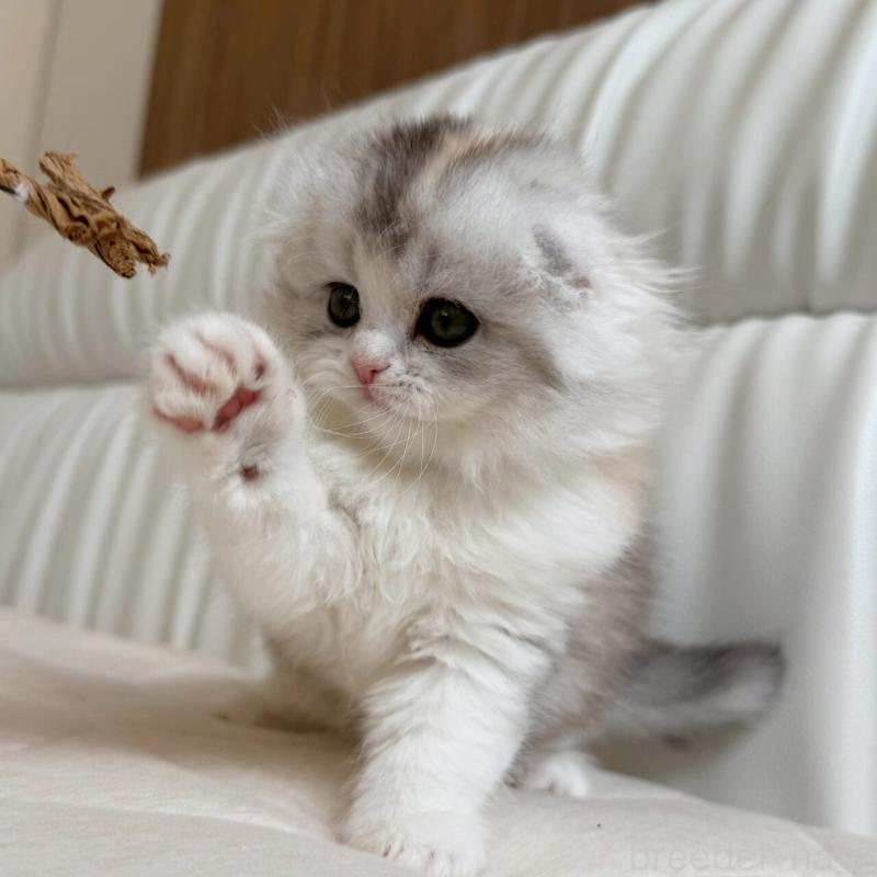 販売中の福岡県のスコティッシュフォールド(折れ耳)-135232の6枚目