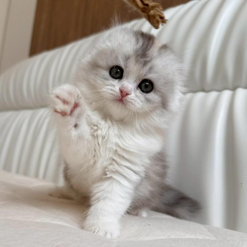 販売中の福岡県のスコティッシュフォールド(折れ耳)-135232の5枚目