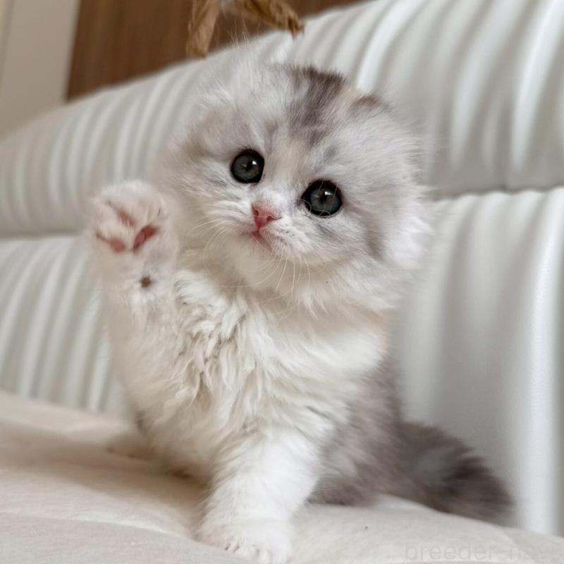 販売中の福岡県のスコティッシュフォールド(折れ耳)-135232の4枚目