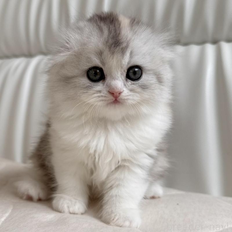 販売中の福岡県のスコティッシュフォールド(折れ耳)-135232