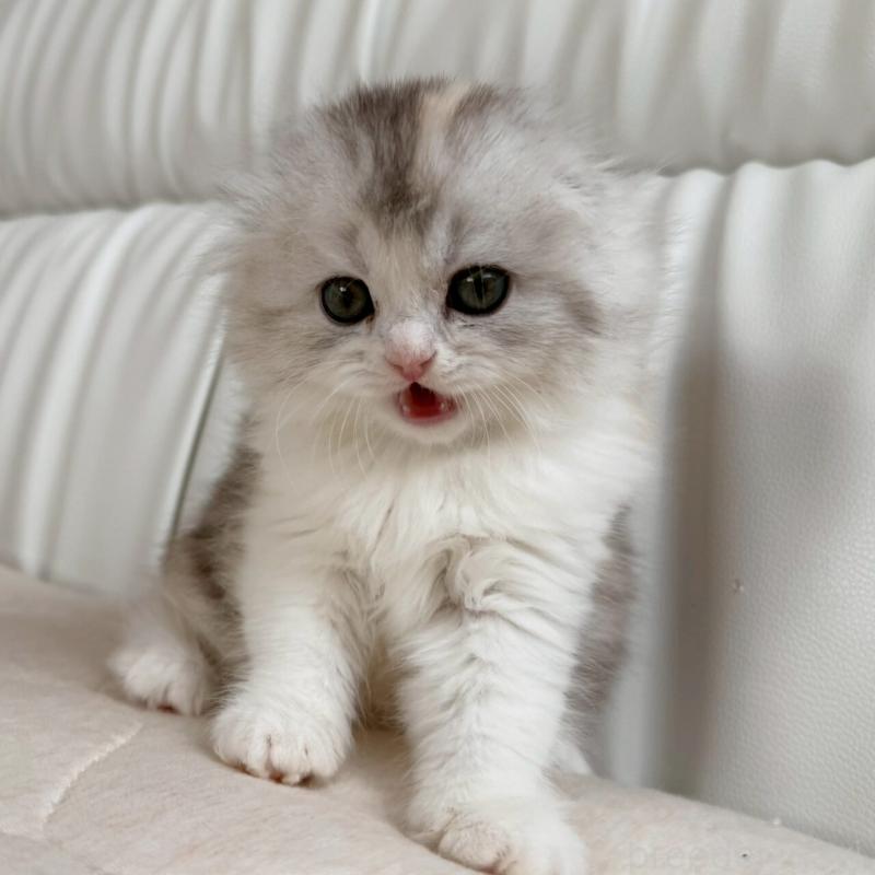 販売中の福岡県のスコティッシュフォールド(折れ耳)-135232の3枚目