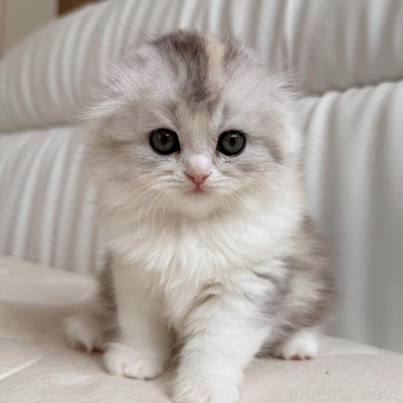 販売中の福岡県のスコティッシュフォールド(折れ耳)-135232の2枚目