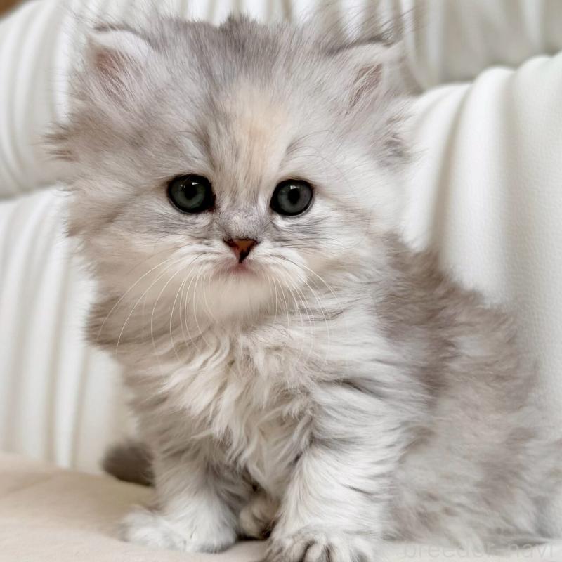 販売中の福岡県のスコティッシュフォールド-135233の9枚目