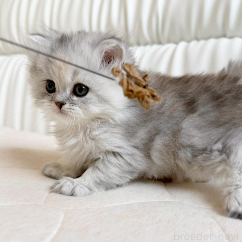 販売中の福岡県のスコティッシュフォールド-135233の8枚目