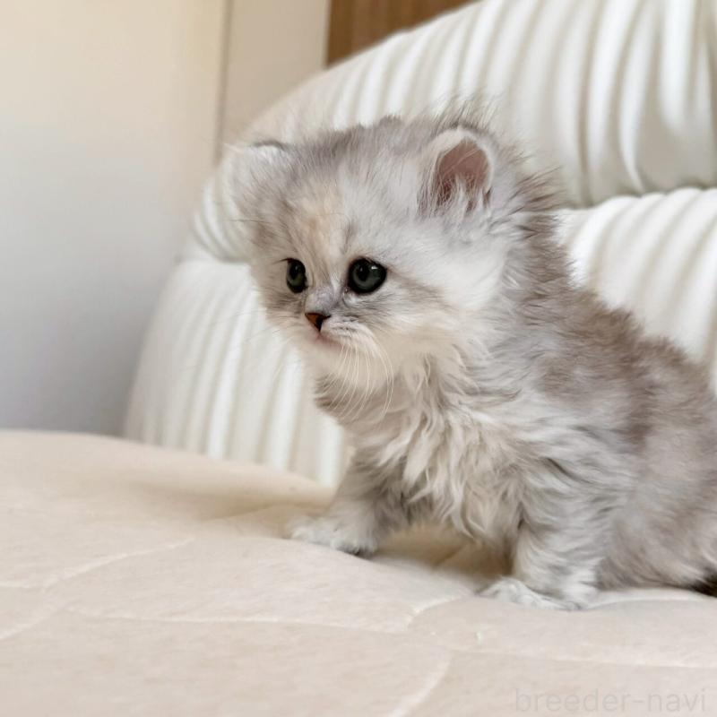 販売中の福岡県のスコティッシュフォールド-135233の7枚目