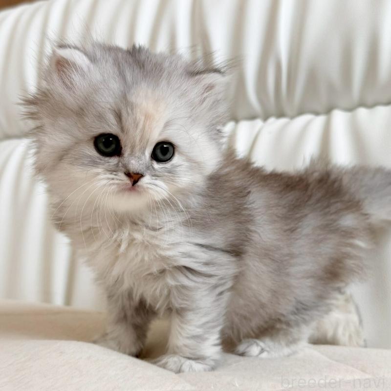 販売中の福岡県のスコティッシュフォールド-135233の5枚目