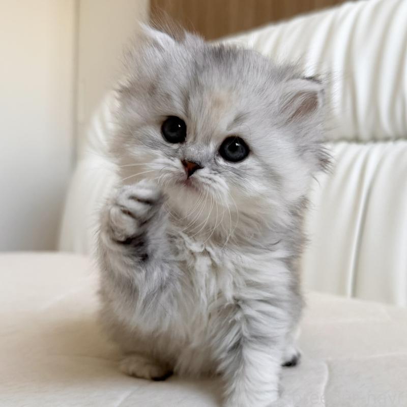 販売中の福岡県のスコティッシュフォールド-135233