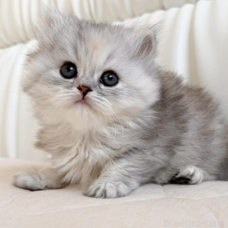 販売中の福岡県のスコティッシュフォールド-135233の2枚目