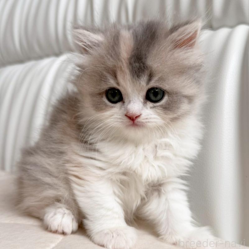 販売中の福岡県のスコティッシュフォールド-135234の11枚目