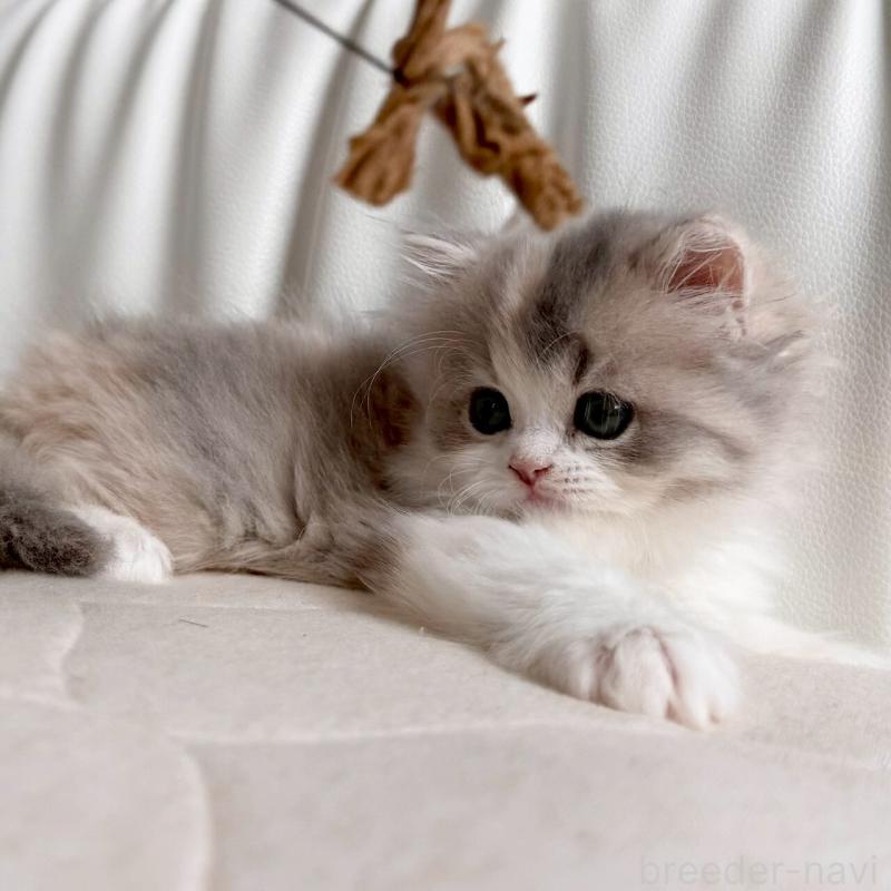 販売中の福岡県のスコティッシュフォールド-135234の9枚目