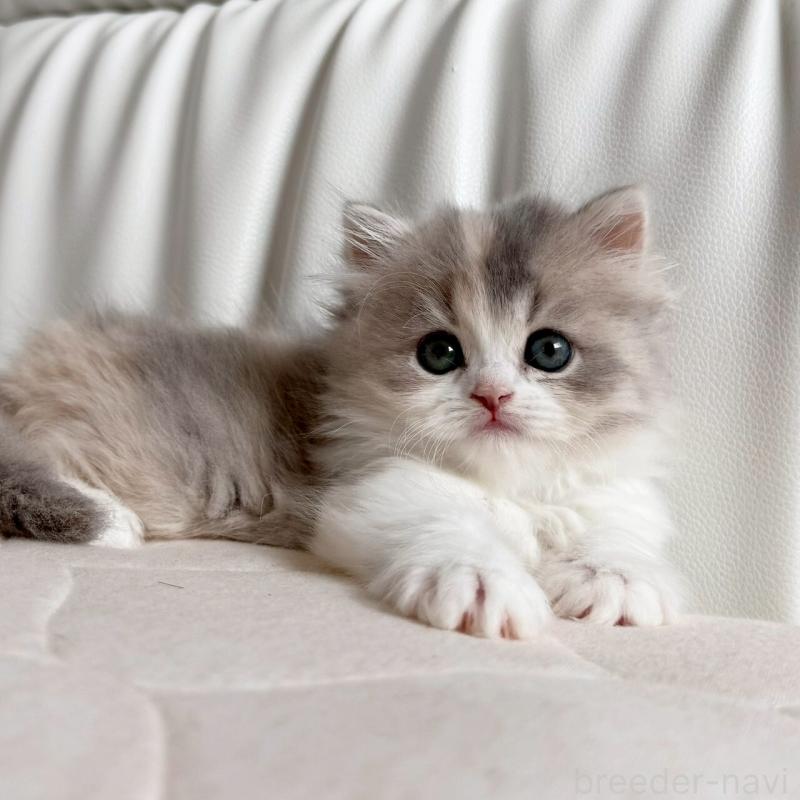 販売中の福岡県のスコティッシュフォールド-135234の8枚目