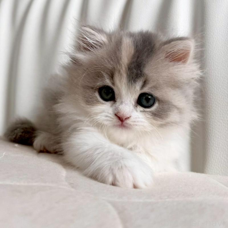 販売中の福岡県のスコティッシュフォールド-135234の7枚目