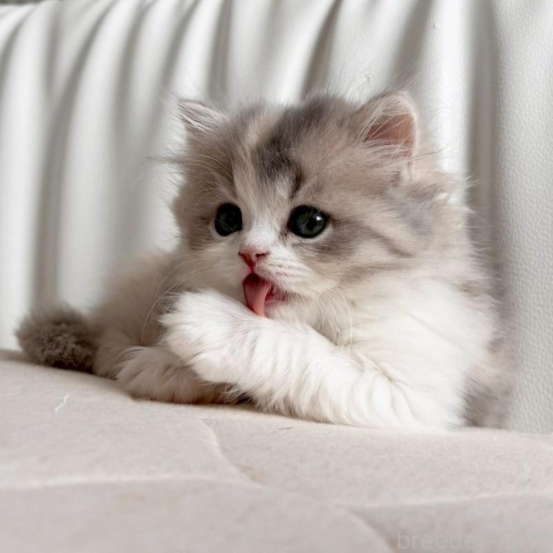 販売中の福岡県のスコティッシュフォールド-135234の6枚目