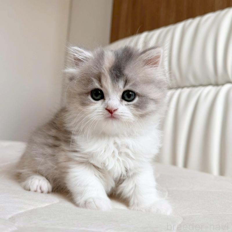 販売中の福岡県のスコティッシュフォールド-135234の5枚目