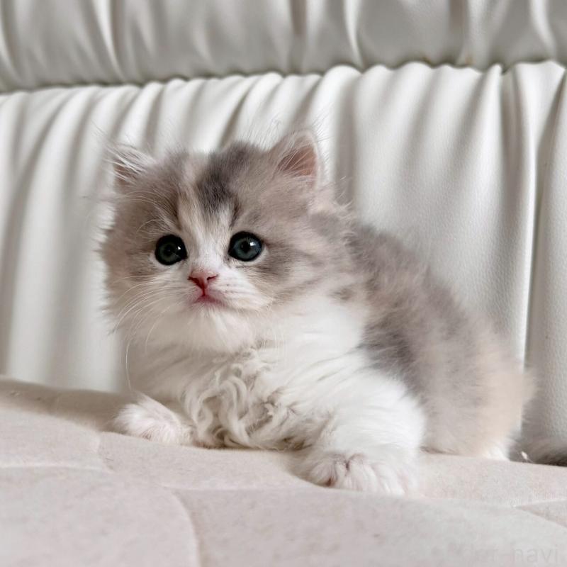 販売中の福岡県のスコティッシュフォールド-135234の4枚目