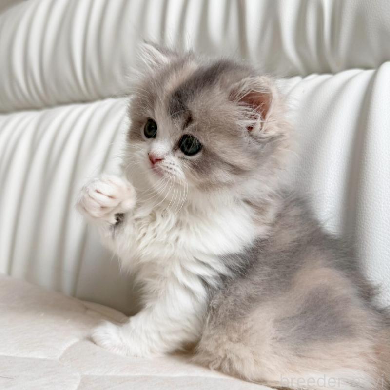 販売中の福岡県のスコティッシュフォールド-135234の3枚目