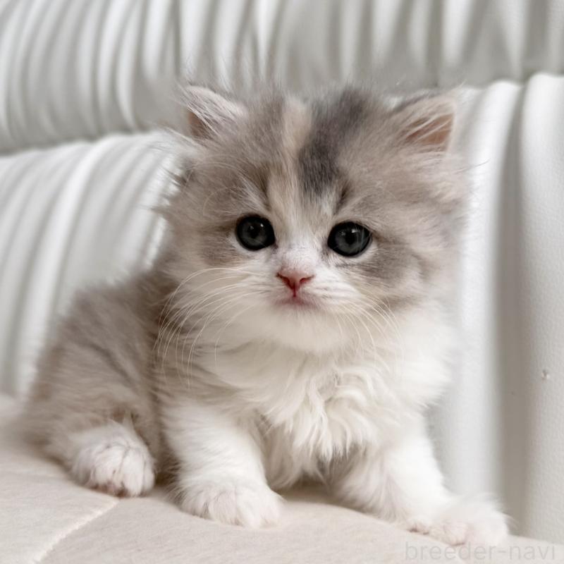 販売中の福岡県のスコティッシュフォールド-135234