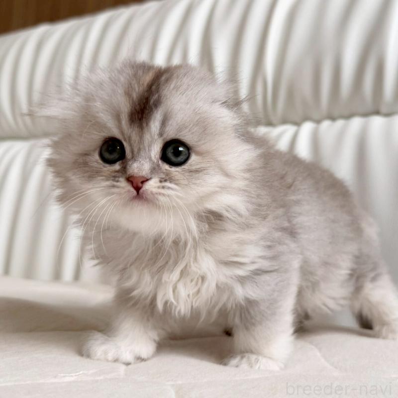 販売中の福岡県のスコティッシュフォールド(折れ耳)-135235の12枚目