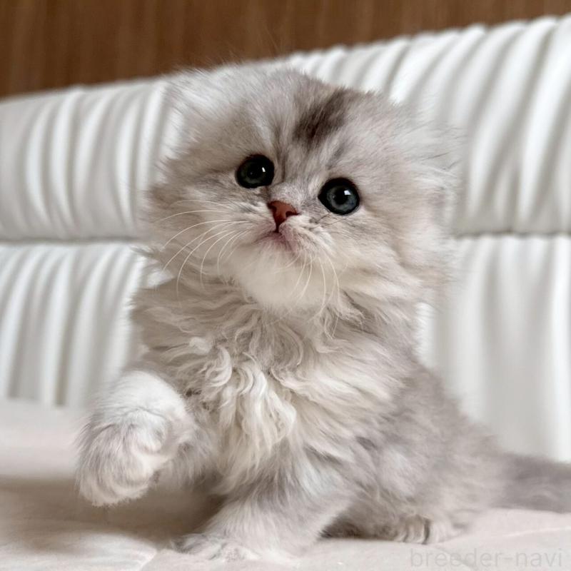 販売中の福岡県のスコティッシュフォールド(折れ耳)-135235の11枚目