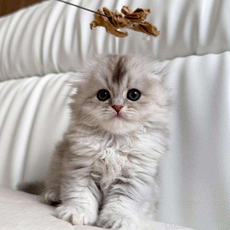 販売中の福岡県のスコティッシュフォールド(折れ耳)-135235の10枚目