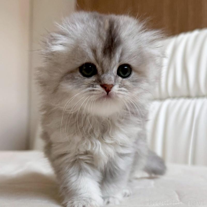 販売中の福岡県のスコティッシュフォールド(折れ耳)-135235の9枚目