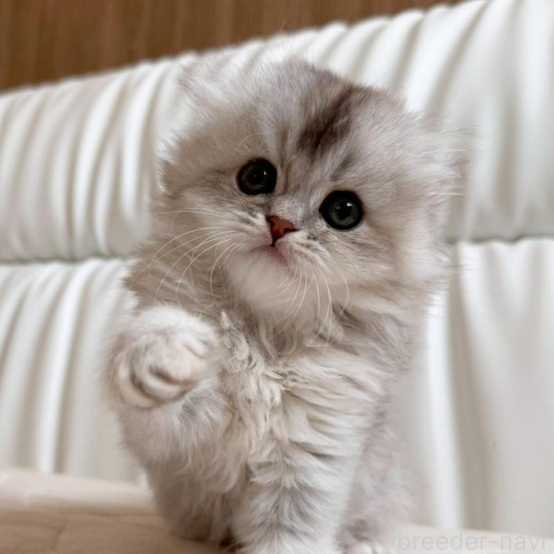 販売中の福岡県のスコティッシュフォールド(折れ耳)-135235の8枚目