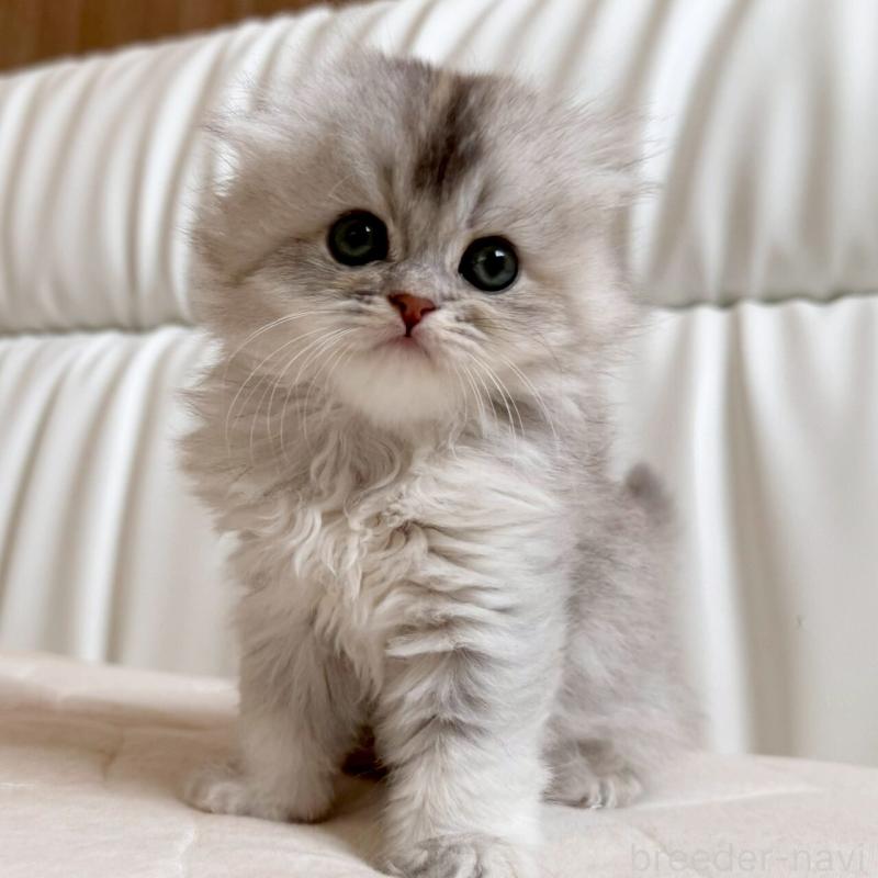 販売中の福岡県のスコティッシュフォールド(折れ耳)-135235の6枚目