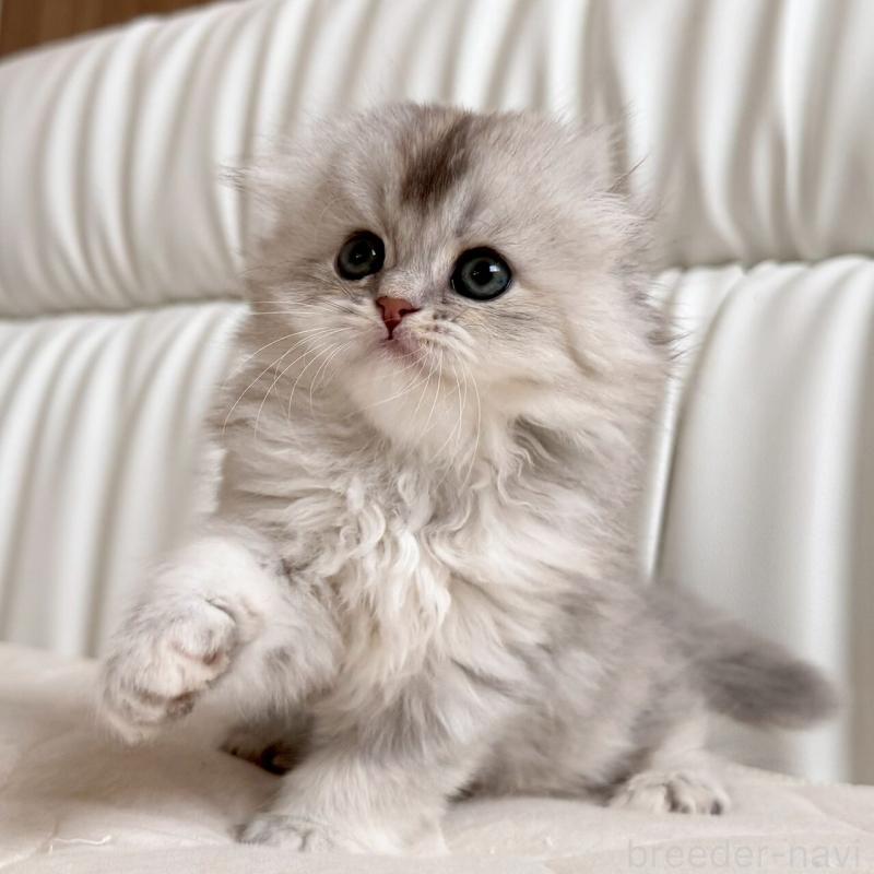 販売中の福岡県のスコティッシュフォールド(折れ耳)-135235の5枚目